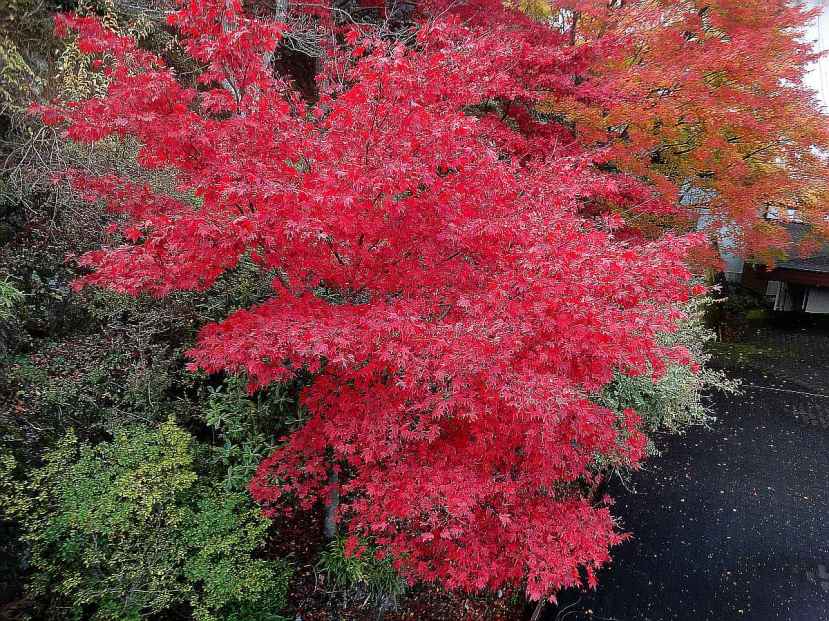 monte oyama momiji mezcla tonos rojizos amarillos y verdes