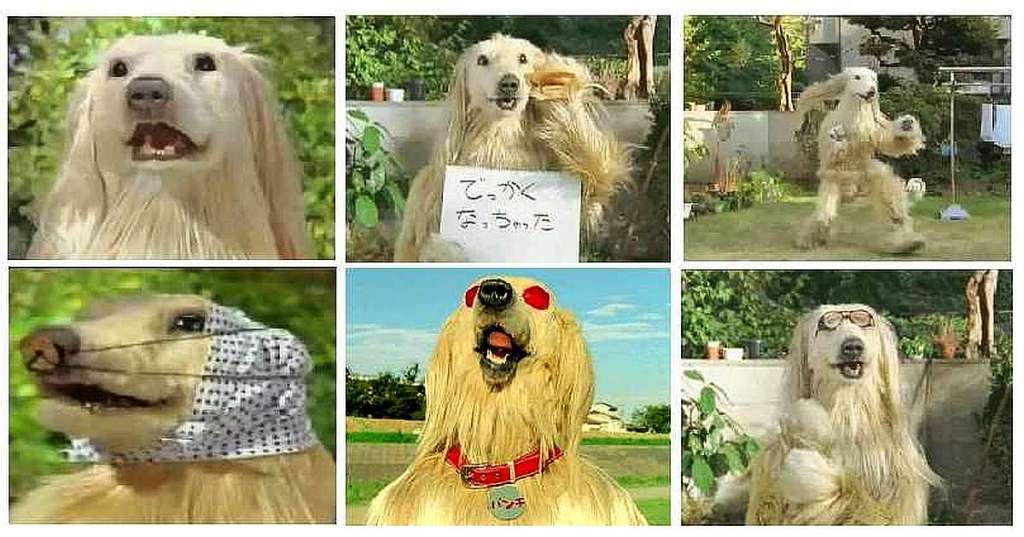 Caras expresivas del perro del anuncio de Consome Panchi, las patatas fritas de la marca japonesa Calbee