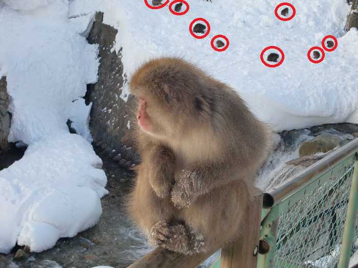 Snow Monkey Park. Monos everywhere