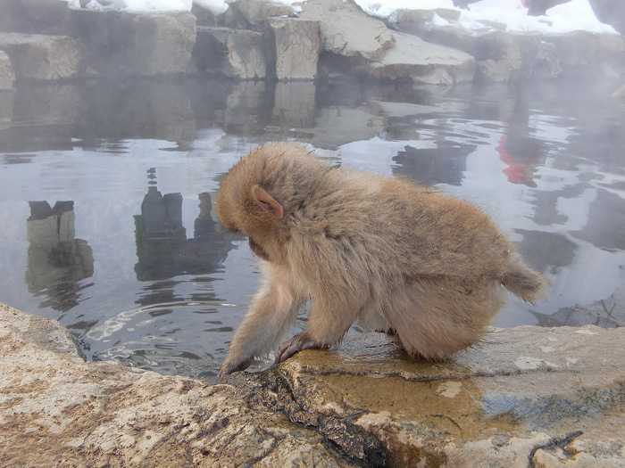 jigokudani_moneky_park_y_visita_a_nagano_008-dentro-de-snow-monkey-park-monos-en-onsen-01