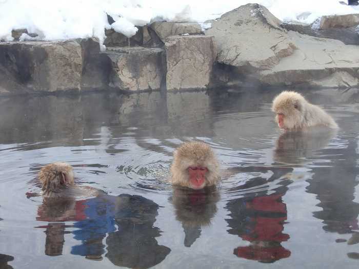 jigokudani_moneky_park_y_visita_a_nagano_008-dentro-de-snow-monkey-park-monos-en-onsen-02