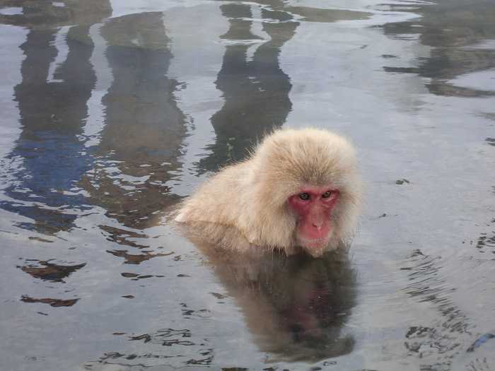 jigokudani_moneky_park_y_visita_a_nagano_008-dentro-de-snow-monkey-park-monos-en-onsen-03