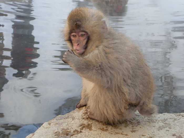 Snow Monkey Park. Monos tomando un baño en el onsen