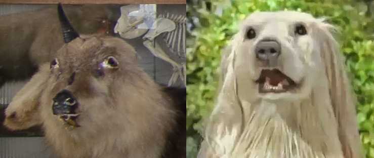 Comparacion de los Snow Monkeys con el perro de Consome Panchi