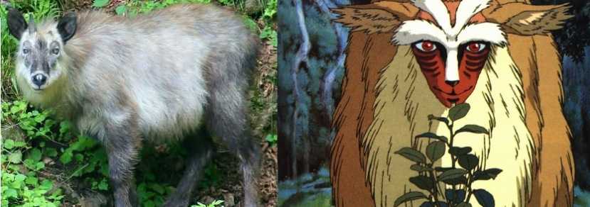Comparacion de los Snow Monkeys con la princesa Mononoke