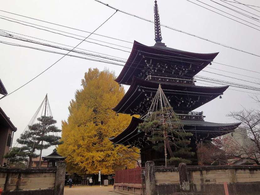 takayama templo Hida Kokubun-Ji pagoda ginko biloba afbol
