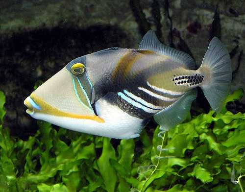 picasso triggerfish