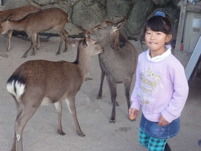 Miyajima ciervo