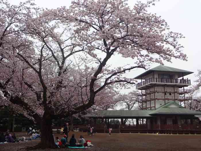 Ikuta Ryokuchi templo sakura