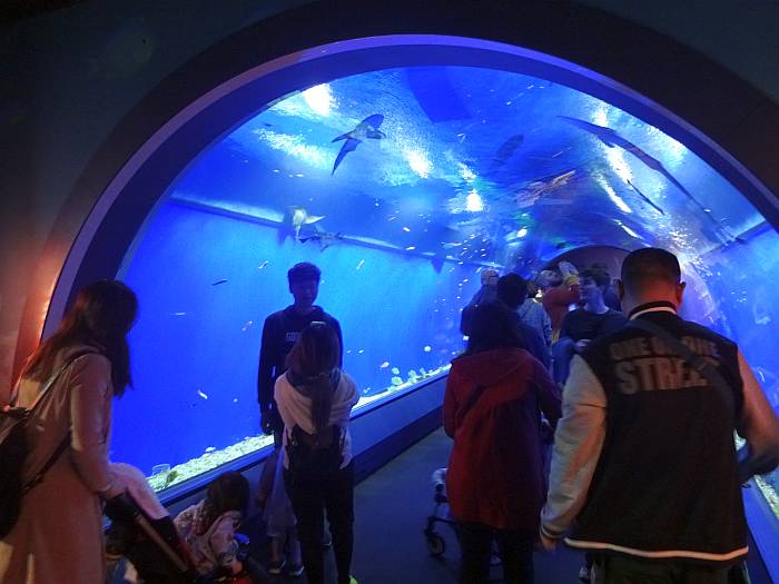 osaka acuario tunel
