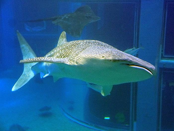 tiburon ballena osaka kai-kun